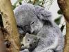 Фото коалы - описание коалы