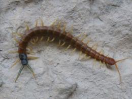 Scolopendra este un centipede otrăvitor Care este numele științific al unui centiped?