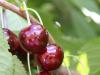 Descriere Cherry Bacchante