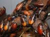 Prečo sa šváby zvyčajne objavujú v snoch: tajomstvá snov
