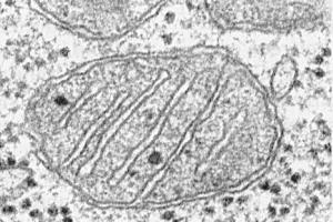 В каких клетках содержится митохондрия