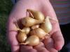 Wie werden Zwiebeln im Freiland angebaut und gepflegt, um eine gute Ernte zu erzielen?