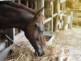 Dieta de hrănire a cailor, ce mănâncă exact aceste animale cu ce poți hrăni un cal?