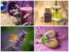 Lavendel: raviomadused ja vastunäidustused