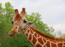 Girafe - description où vit la description d'une girafe par critère morphologique