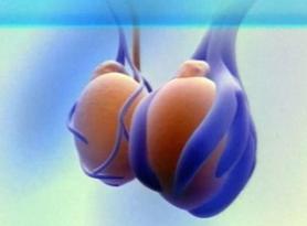 Príčiny bolesti semenníkov u mužov